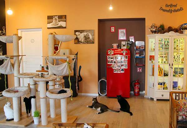 catcafe28