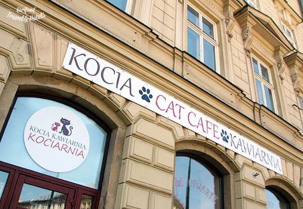 catcafe9